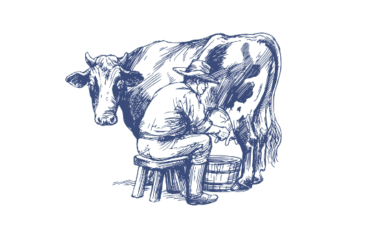 vacca filiera vacca filiera